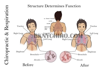 Chiropractic Respiration
